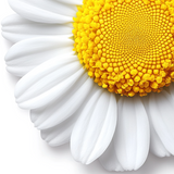 Chamomile